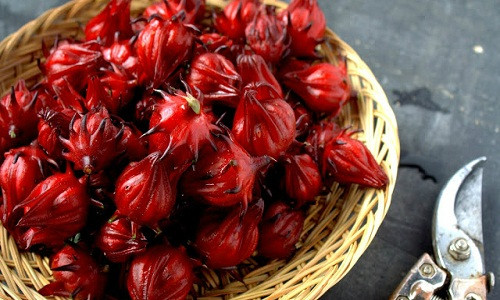 Hibiscus hay còn gọi là bụp giấm vốn được các bà nội trợ ưa chuộng, mua về ngâm siro, làm mứt vì nhiều công dụng tốt cho sức khỏe. Vào mùa, loại bụp giấm này được bán từ 20.000 - 30.000 đồng/kg. Nhiều thương hiệu, cửa hàng cũng đã tận dụng sức hút của loại hoa này để đưa nhiều sản phẩm từ bụp giấm lên giỏ quà Tết.