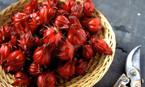 Hibiscus hay còn gọi là bụp giấm vốn được các bà nội trợ ưa chuộng, mua về ngâm siro, làm mứt vì nhiều công dụng tốt cho sức khỏe. Vào mùa, loại bụp giấm này được bán từ 20.000 - 30.000 đồng/kg. Nhiều thương hiệu, cửa hàng cũng đã tận dụng sức hút của loại hoa này để đưa nhiều sản phẩm từ bụp giấm lên giỏ quà Tết.