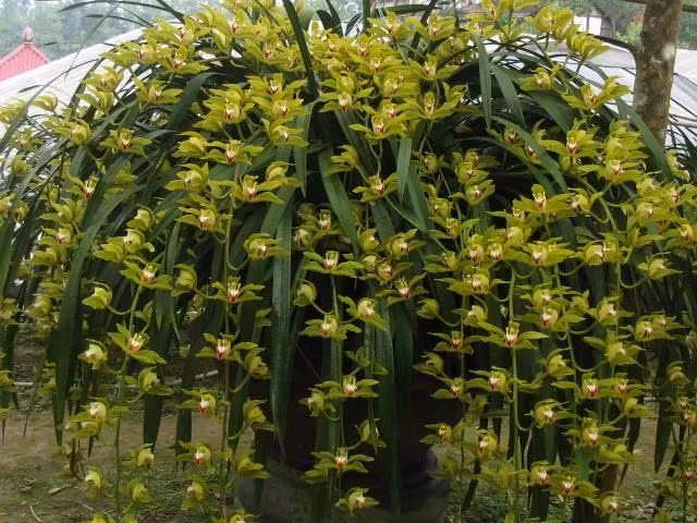 Từng có một đại gia ở thành phố Vĩnh Yên đặt mua một chậu địa lan đẹp gồm 68 cành hoa nở đúng vào dịp Tết nguyên đán Giáp Ngọ với giá 70 triệu đồng về làm quà tặng cho đối tác.