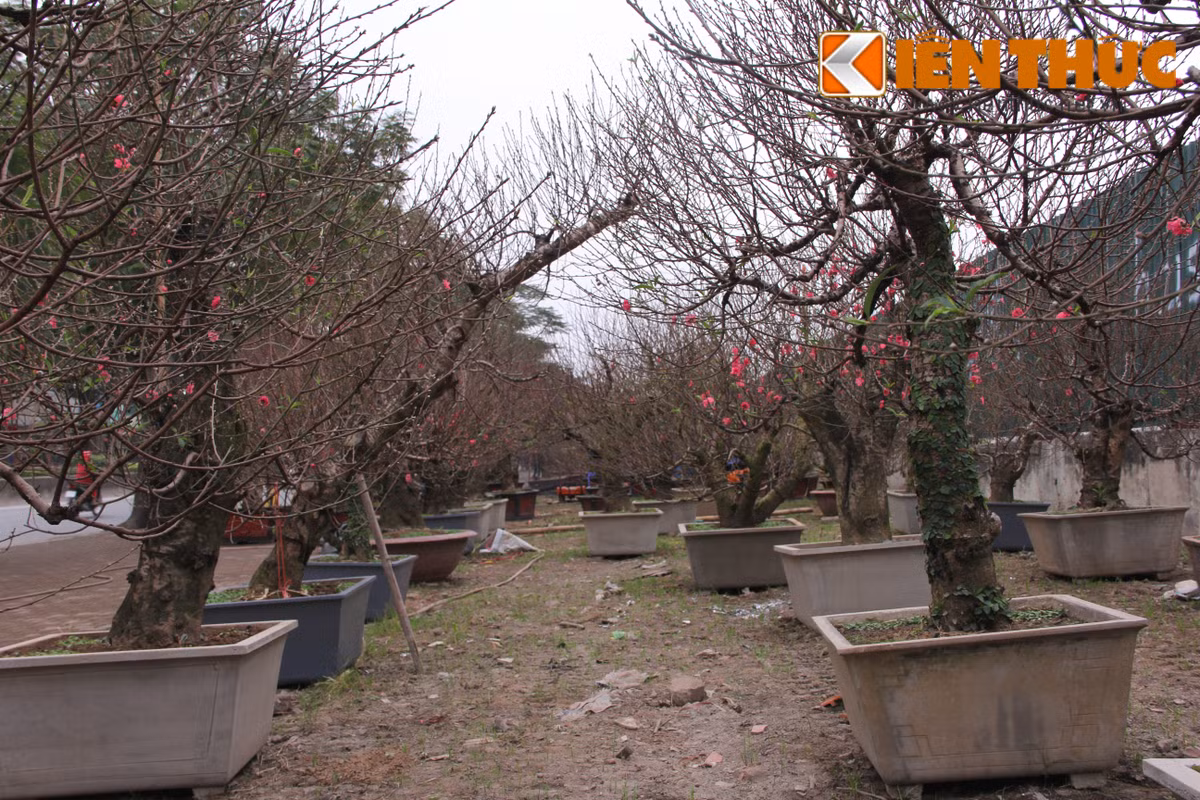 Một "rừng" đào thế trị giá cả trăm triệu đồng của nhà vườn đang chờ đại gia đến "rước".