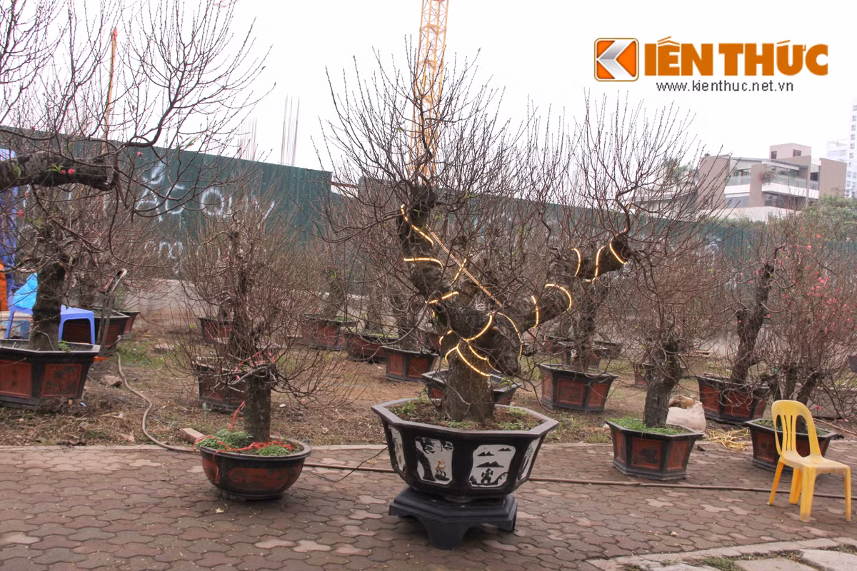 Đắt đỏ hơn khá nhiều, một chậu đào thế được nhà vườn định giá là 100 triệu đồng. Để thu hút sự chú ý, chủ cây đã chăng đèn chiếu sáng cho cây. Theo chủ nhân cây đào này, cây đắt vì hội tụ đủ ba yếu tố mỹ - cổ - quái, thế cây độc lạ lại đẹp, tuổi cây cao.