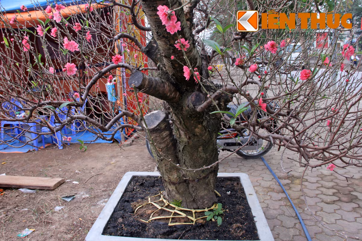 Chủ nhân cây đào chia sẻ, để có những gốc đào thế đắt tiền, người làm vườn phải chịu khó tìm mua những gốc đào rừng thế đẹp, lâu năm. Nhiều khi phải lên những vùng rừng núi Lạng Sơn, Mộc Châu để ngắm và tìm mua gốc ưng ý về ghép với đào nhà.