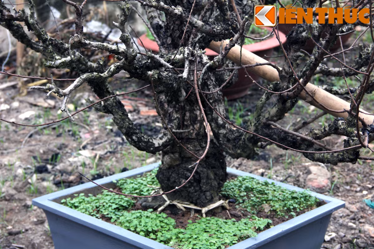 Một gốc đào xù xì đắt tiền.