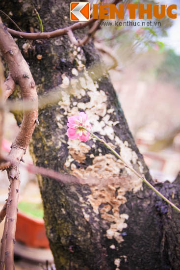 Đào thế có đường kính 70cm, gốc và thân cây mốc meo, xù xì. Đây là gốc đào ghép. Theo chủ vườn, dòng đào ghép thường được chuộng thuê hơn là mua đứt bởi thời gian chơi dòng đào này không được lâu.