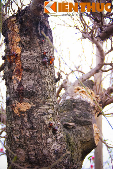 Theo chủ vườn cảnh này, đào đắt, không chỉ bởi thế đẹp, hoa đẹp, nhiều nụ... mà thân đào càng mục, càng xù xì càng tăng giá trị. Những cây đào có tuổi đời già 20-30 năm sẽ có giá đắt đỏ hơn rất nhiều.