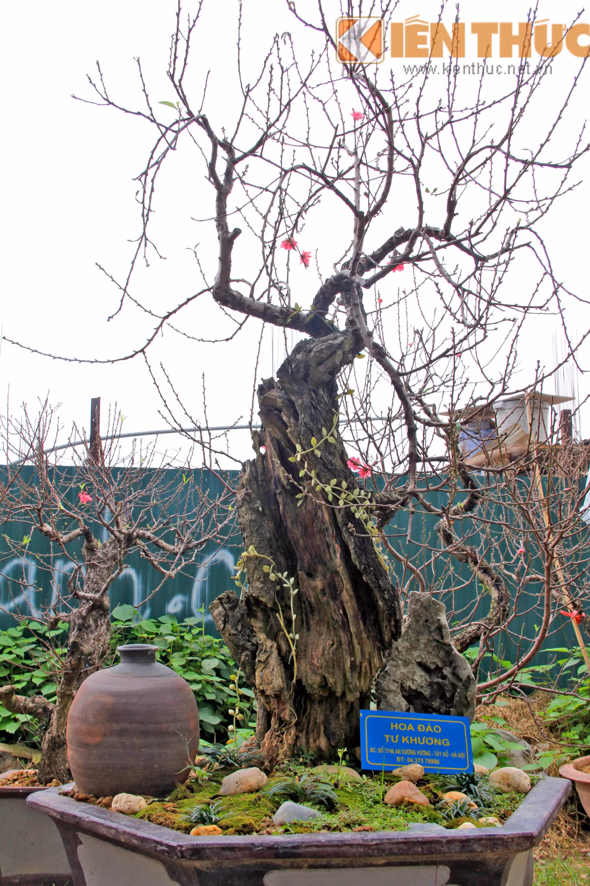 Thời gian tạo dáng, thế độc lạ cho đào lũa mất từ vài tuần đến cả năm. Với những vị khách ưa sự quái chiêu trong ngày Tết thì đào lũa cổ quái là lựa chọn khá thích hợp.