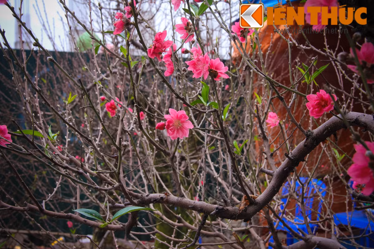 Sắc đào đỏ thắm trên các tuyến phố Hà Nội khiến ngày đông bớt phần ảm đạm.