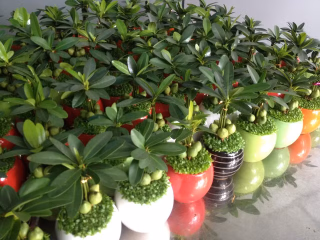 Bạn có thể để trên bàn làm việc một bình cây may mắn, phất lộc, phất tài, kim ngân, một chậu cây thủy sinh như hoa thủy tiên.. sẽ mang lại nhiều thuận lợi, hanh thông công việc.