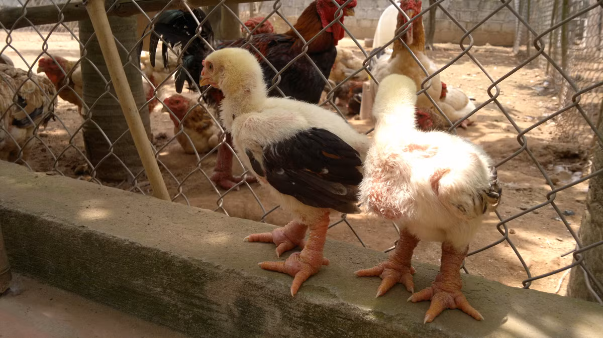 Nếu chọn mua gà Đông Tảo giống, nên chọn khi gà được khoảng 3 tháng tuổi. Lúc này, việc phân biệt gà Đông Tảo với gà lai sẽ dễ dàng hơn khi gà mới được 1-2 tháng tuổi. Với gà 3 tháng tuổi, cân gà Đông Tảo thuần chủng có màu đỏ hơn, còn với chan gà lai thì có màu vàng hơn. Độ dày của chân gà Đông Tải nhỉnh hơn so với gà lai. Gà thuần chủng đã có thể đạt trọng lượng 1,5kg/con.