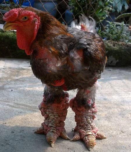 Ngoài ra, để tránh mua phải gà Đông Tảo lai với mức giá quá đắt đỏ, người tiêu dùng nên đến các cơ sở, trang trại nuôi gà có uy tín để được tư vấn và chọn mua đúng loại thuần chủng. Bên cạnh đó, người mua cũng nên tham khảo giá của loại gà này để tránh bị "hét" giá những ngày Tết. Đặt mua gà Đông Tảo từ sớm sẽ tránh tình trạng khan hàng và "đội" giá.