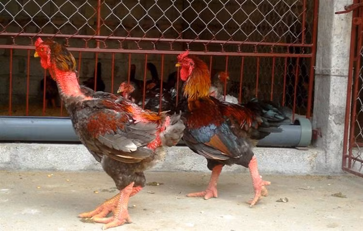 Cach chon ga Dong Tao xin an Tet Binh Than