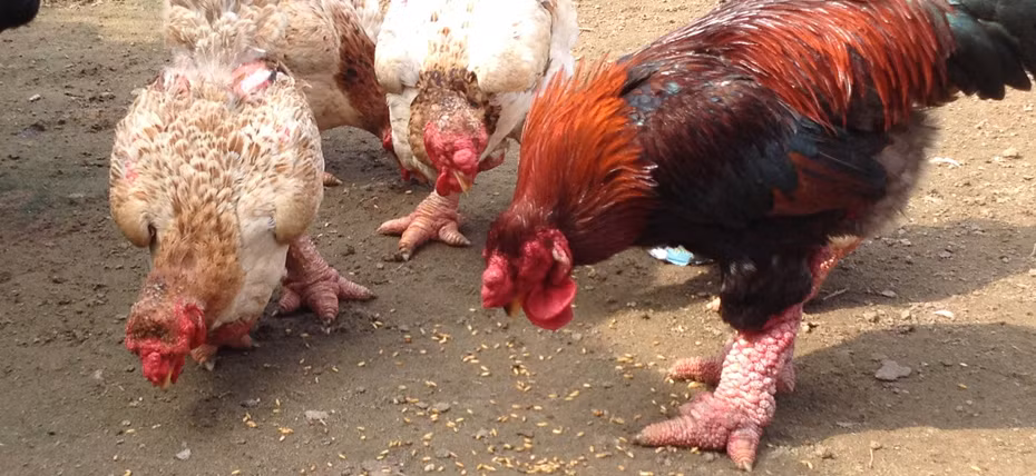 Có thể nhận diện gà Đông Tảo Hưng Yên qua màu lông của chúng. Khi trưởng thành, gà mái có lông vàng nhạt hoặc nâu nhạt. Gà trống có lông màu mận chín pha đen, đỉnh đuôi và cánh có màu lông đen ánh xanh. Mào kép, nụ, hoa hồng hoặc bèo dâu. Thân hình to, ngực sâu, lườn rộng dài, xương to.