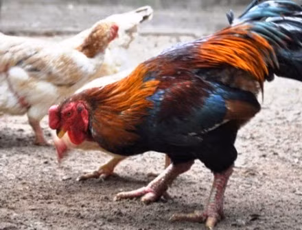 Các loại gà lai F1, F2 như gà Yên Hòa, gà hồ... khi nuôi trong tháng đầu tiên thường cũng có được đôi chân rất đẹp và to tương tự như gà Đông Tảo nhưng đến những tháng tiếp theo thì dường như chân không phát triển và màu vàng của chân sẽ lộ rõ hơn.