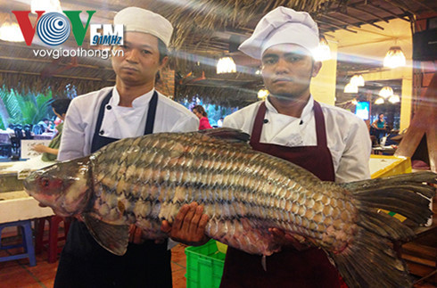 Bên cạnh cá tra dầu "khủng", một con trà sóc nặng 55kg cũng được đưa về để chuẩn bị xẻ thịt bán. Cá trà sóc này dài hơn 1m, chúng sống nhiều ở vùng hạ lưu sông Mê Kông. Con to nhất có thể nặng tới 70kg. Ảnh: VOV