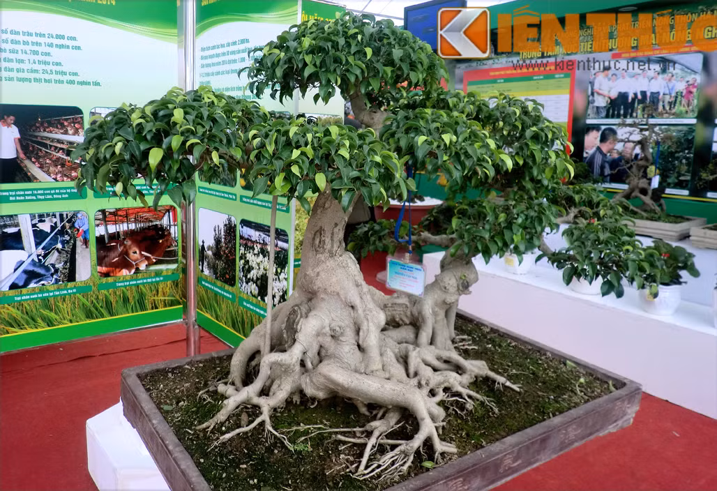 Mỗi tác phẩm cây cảnh đều là tâm huyết của người nghệ nhân.
