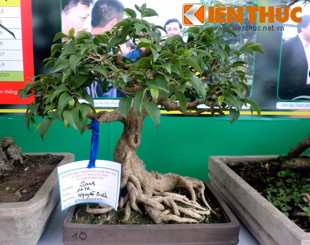 Hình ảnh một chậu sanh thế giá 16 triệu đồng của nghệ nhân Nguyễn Biểu.