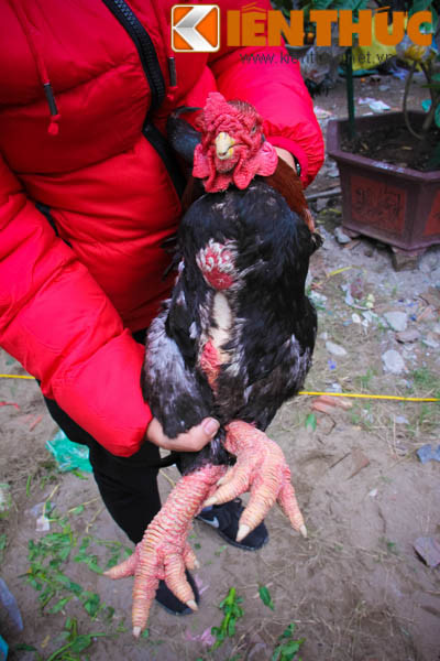 Mỗi con gà Đông Tảo được rao bán nặng từ 3kg. Đặc điểm nổi bật của loại gà này là cặp chân xấu xí, đôi chân to và thô. Vì đây là giống gà thường được chuộng mua vào dịp Tết nên mức giá của chúng đắt hơn các loại khác khá nhiều.