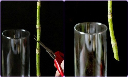 Trước khi cắm, bạn nhớ cắt vát gốc hoa để việc hút nước cho hoa, lá được thuận tiện. Sau đó, bạn ngâm cành hoa vừa cắt vát trong nước khoảng 5 – 10 phút rồi cắm. Lọ cắm hoa cần được rửa sạch, làm sạch xà phòng bởi chúng làm thay đổi độ pH của nước và là thủ phạm khiến hoa nhanh hỏng.