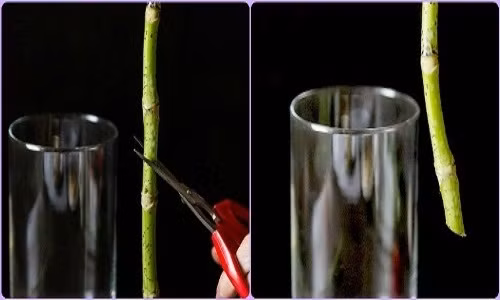 Trước khi cắm, bạn nhớ cắt vát gốc hoa để việc hút nước cho hoa, lá được thuận tiện. Sau đó, bạn ngâm cành hoa vừa cắt vát trong nước khoảng 5 – 10 phút rồi cắm. Lọ cắm hoa cần được rửa sạch, làm sạch xà phòng bởi chúng làm thay đổi độ pH của nước và là thủ phạm khiến hoa nhanh hỏng.