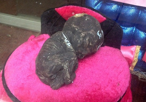 Nhiều người "nuôi" Kumanthoong như nuôi em bé.