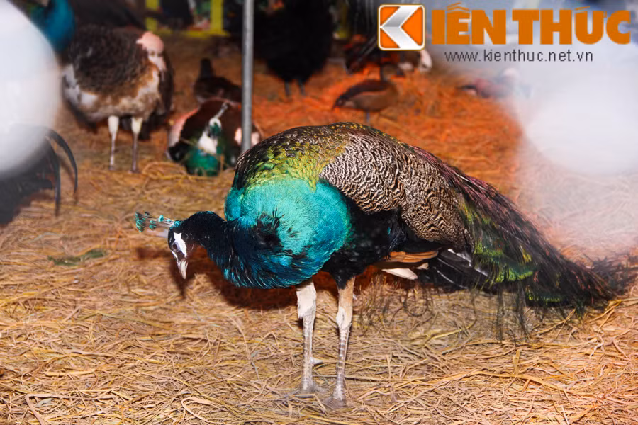 Theo một nhân viên của trại nuôi, các giống chim được mang đến trưng bày và bán Tết tại đây có giá từ vài trăm nghìn đồng đến hơn chục triệu đồng/con. Trong đó, dòng chim công xanh trưởng thành có giá từ 12 triệu đồng/con.