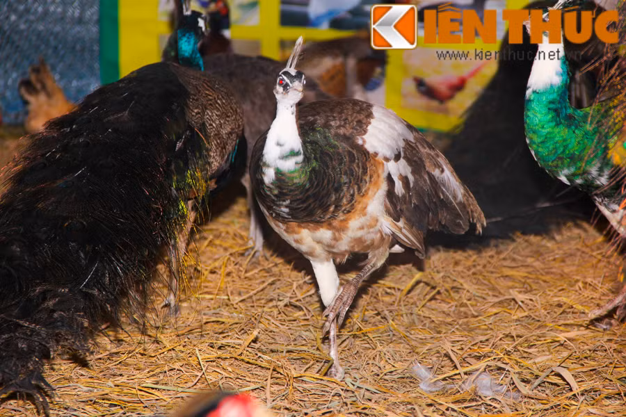 Một chú chim công ngũ sắc có giá từ 12 triệu đồng.