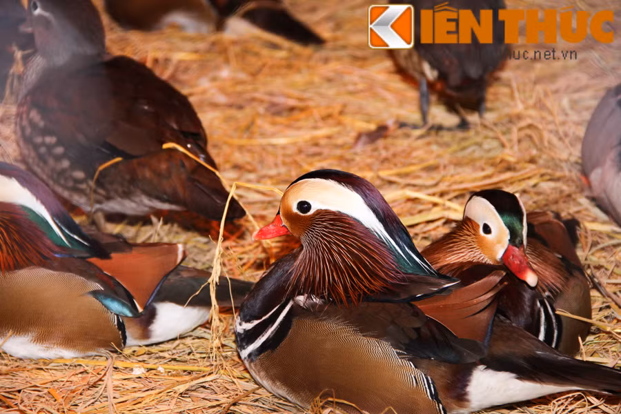 Một trong các loại thủy cầm được ưa chuộng để biếu Tết Bính Thân đó là vịt uyên ương. Những con trống thường có bộ lông sặc sỡ hơn so với con cái, chúng đi theo đôi, theo cặp. Trung bình, giá bán vịt uyên ương từ 5-6 triệu đồng/con, mua cả cặp, khách cần chi từ 10 - 12 triệu đồng. Thậm chí, những cặp vịt đẹp, con trưởng thành còn có giá đắt đỏ hơn.