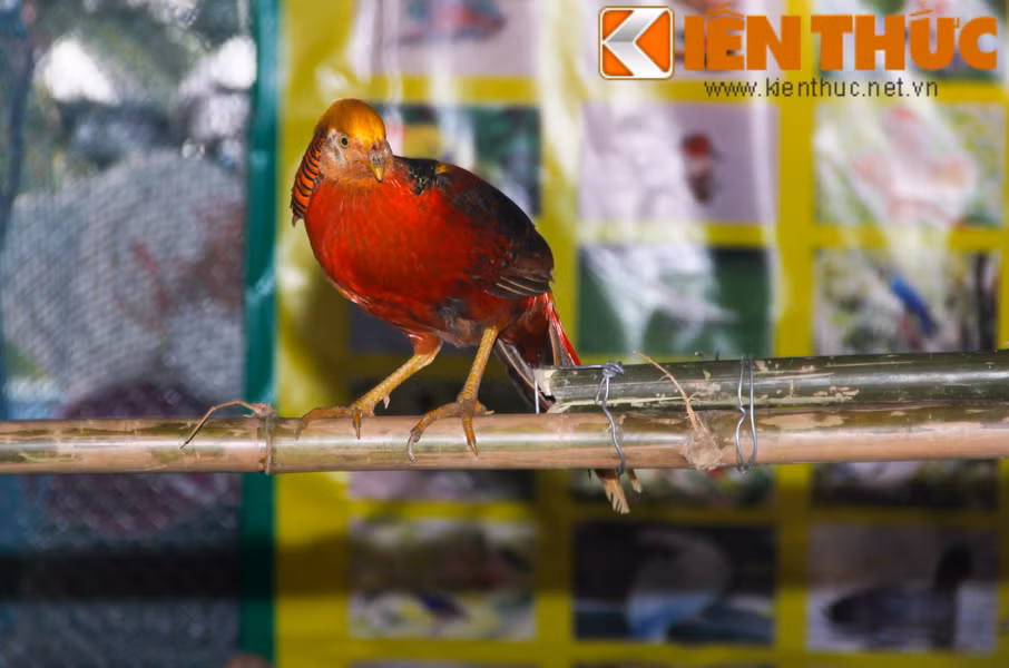 Dòng trĩ đỏ Nhật Bản có giá khá đắt, những con trưởng thành từ 7-9 triệu/con. Loài vật này thường được mua về nuôi cảnh, phục vụ thăm quan, du lịch vì chúng có màu lông đẹp mắt, chim trĩ di chuyển nhanh nhẹn.