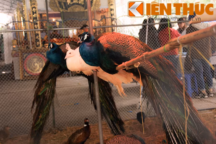 Xuất hiện tại hội chợ xuân Giảng Võ 2016 (Giảng Võ - Hà Nội), những loại chim quý hiếm như chim công trắng, chim trĩ Nhật Bản, chim trĩ 7 màu... của một trại nuôi sinh sản và bảo tồn vườn chim Việt đã nhanh chóng gây được sự chú ý của những người tham quan, mua sắm tại hội chợ.