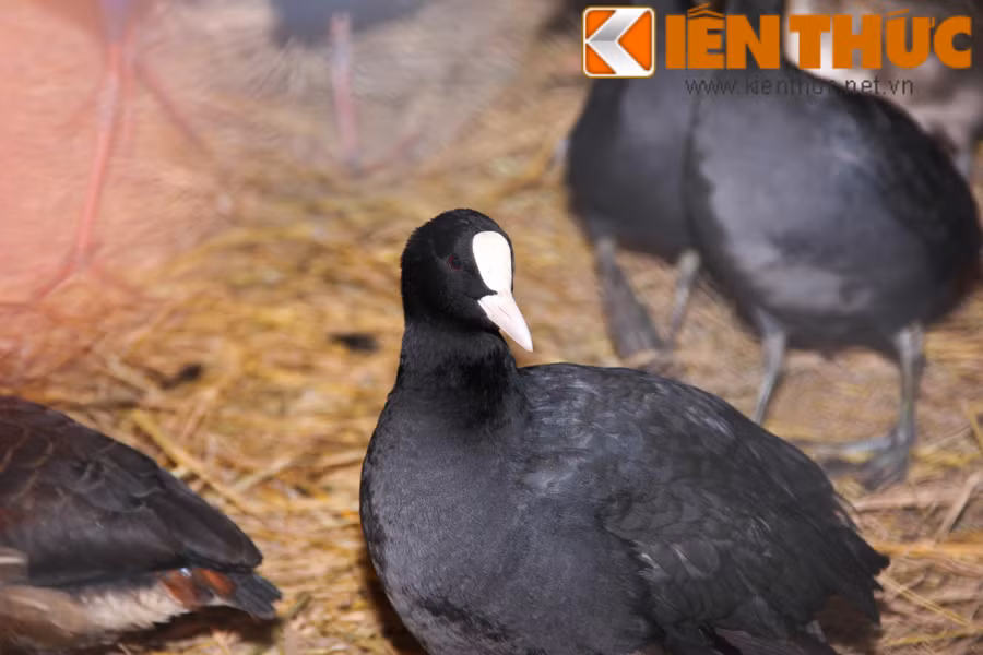 Hình ảnh chú sâm cầm với phần đầu và cổ màu đen tuyền, mắt nâu đỏ, mỏ nhọn dài và miếng sừng sau mỏ có màu trắng. Theo nhân viên tại của rại nuôi, trọng lượng trung bình của sâm cầm từ 400-500gr, thậm chí cõ nhưng con nặng 700gr.