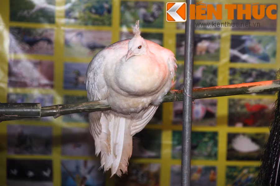 Những con trưởng thành có giá từ 15 - 20 triệu đồng/con. Hầu hết khách mua các loại chim quý hiếm dịp Tết đều là người mê sinh vật cảnh hoặc mua làm quà biếu Tết độc lạ.