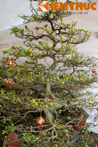 Theo chủ vườn mai: "Hầu hết mai cảnh được tạo theo hai dáng, dáng long và dáng trực". Ngoài ra, các dáng cầu kỳ hơn là chân quỳ, hạc bay, phụng hoàng… Cây đẹp phải nhiều nụ, cánh hoa bung nở không bị xoăn, lá non tươi xanh.