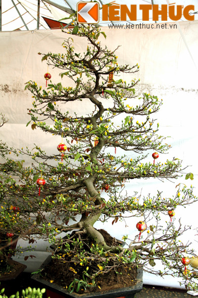 Một cây mai dáng long có giá 20 triệu đồng được chủ nhân vườn mai chăm sóc rất cẩn thận.