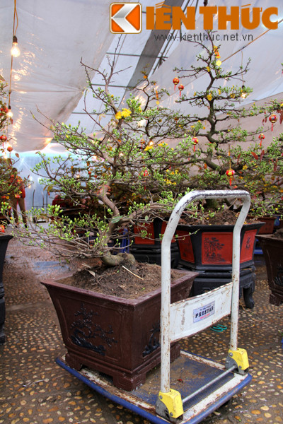 Một chậu mai đang chờ được chuyển lên xe của khách mua.