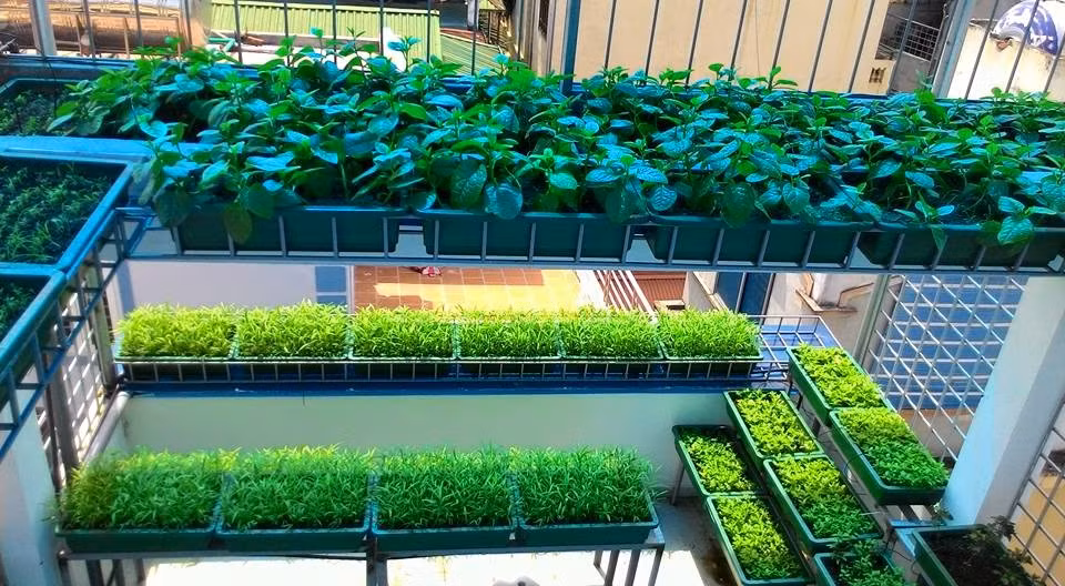 Thiết kế của khu vườn trên sân thượng của một gia đình ở Đội Cấn (Hà Nội) đã khắc phục được tình trạng diện tích chật hẹp thông qua các kệ, khay trồng rau trật tự, ngăn nắp.