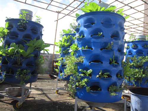 Sân thượng của trường Sài Gòn Tourist cũng có thể biến thành vườn rau sạch xanh mướt mắt.