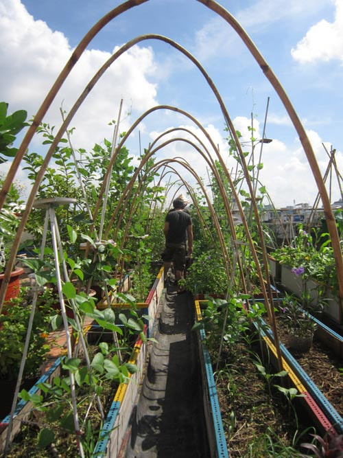 Các loại dàn trồng cây, khung sắt, mua chậu nhựa thuận tiện hơn cho việc trồng các loại rau.