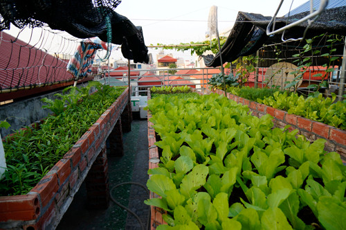 Khu vườn rau xanh mướt trên sân thượng cho 4 người ăn của một gia đình ở Từ Liêm (Hà Nội). Gia chủ đã xây những khay trồng rau khổng lồ bằng gạch để trồng rau cải, rau muống...