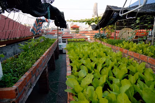 Khu vườn rau xanh mướt trên sân thượng cho 4 người ăn của một gia đình ở Từ Liêm (Hà Nội). Gia chủ đã xây những khay trồng rau khổng lồ bằng gạch để trồng rau cải, rau muống...