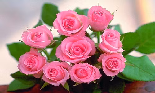 Trong số các loại hoa Valentine ý nghĩa, hoa hồng luôn là loại hoa được ưa thích để tặng trong ngày lễ tình nhân. Vào ngày này, giá mỗi bông hồng tăng từ 3.000 đồng lên 8-10.000 đồng. Riêng hồng Đà Lạt có giá 12.000 - 20.000 đồng/bông. Mỗi bó hồng cũng tiêu tốn từ 150.000 - trên 200.000 đồng.