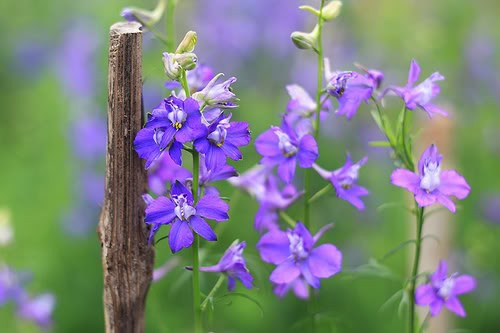Người Hy lạp chọn bông hoa có hương thơm nhẹ nhàng cổ điển này để làm bông hoa của thần Aphrodite, nữ thần của tình yêu và sắc đẹp. Hoa violet luôn được gắn liền với ý nghĩa của sự thủy chung, son sắt. Trên thị trường, mỗi bó violet có giá từ 80.000 - 100.000 đồng.