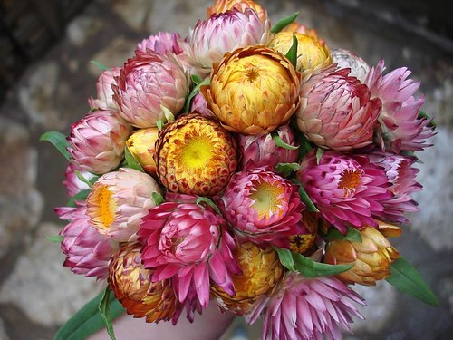 Hoa bất tử tượng trưng cho một tình yêu chung thủy, bất diệt, chúng được tìm mua nhiều vào ngày lễ tình nhân. Giá của loại hoa này khá ổn định, từ 150.000 đồng đến trên 300.000 đồng/bó.