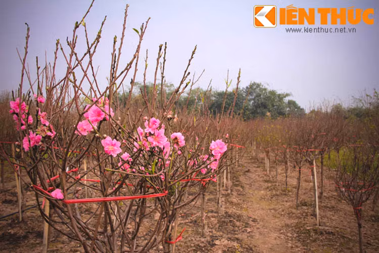 Ngoài vườn Nhật Tân, nhiều cành đã được chủ vườn buộc dây tạo tán tròn, chờ mang ra chợ bán.