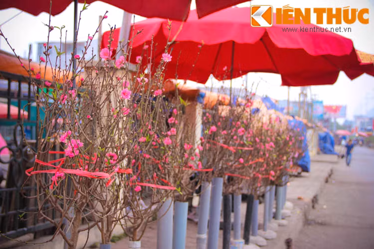 Hầu hết đào bán tại chợ đều đã bung nở hoa khá đẹp mắt. Theo chị Hoa, một người bán hàng tại đây cho biết: "Những cành nhỏ để cắm ban thờ, tán tròn và đẹp bao giờ cũng bán chạy hơn cả".