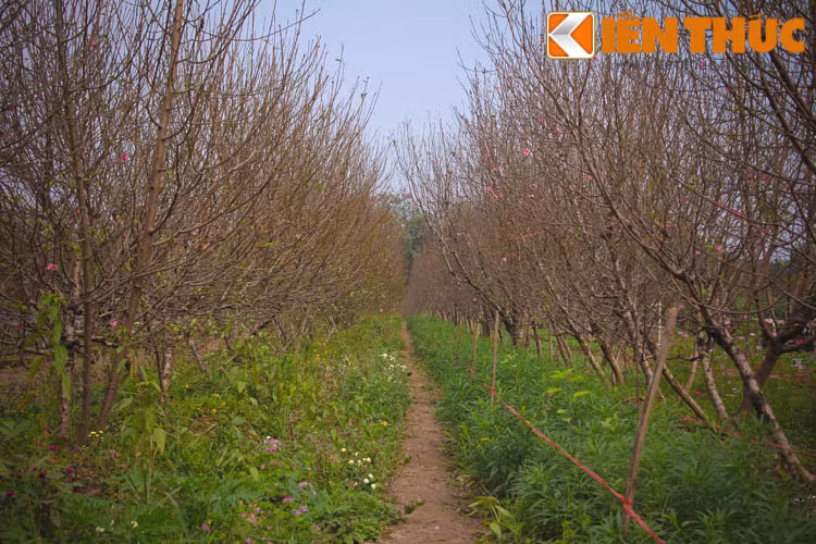 Theo anh Tiến, một chủ vườn đào tại Nhật Tân: "Năm nay, thời tiết có ấm hơn song người làm đào vẫn biết cách hãm cho hoa nở đúng dịp. Những cây nở sớm đều do chủ ý của người trồng để lấy hoa bán cúng rằm, mùng 1 trước Tết".