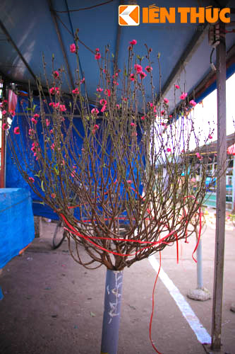 Với những người chơi đào cầu kỳ hơn, những cành có đủ bộ tứ quý gồm: hoa, nụ, lộc và quả là tốt hơn cả, bởi đó là biểu tượng cho sự đề huề, ấm no của gia đình dịp năm mới.