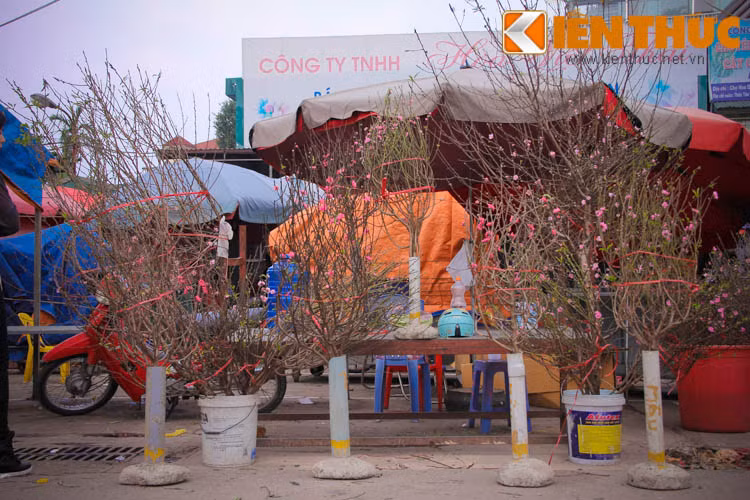 Chia sẻ kinh nghiệm chọn đào hợp không gian, chị Thanh Mai (một khách mua hàng) cho biết: "Năm nào mình cũng chọn một cành đào để cắm trong nhà, vì không gian nhà nhỏ, dùng đèn tuýp thì nên mình chọn đào phai để tạo cảm giác nhẹ nhàng. Nếu nhà rộng hơn, thoáng, nội thất không quá tối, nên dùng đào bích thế để tạo cảm giác ấm cúng, sang trọng".