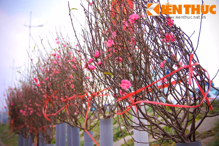 Mặc dù chưa đến Tết Nguyên đán song đào Nhật Tân đã được bán khá nhiều tại chợ hoa Quảng Bá (Hà Nội). Theo những người bán hàng, đào cành Nhật Tân hầu hết được mua dịp này để cúng mùng 1. Một số khách hàng tìm mua để trang trí nhà hoặc văn phòng làm việc.