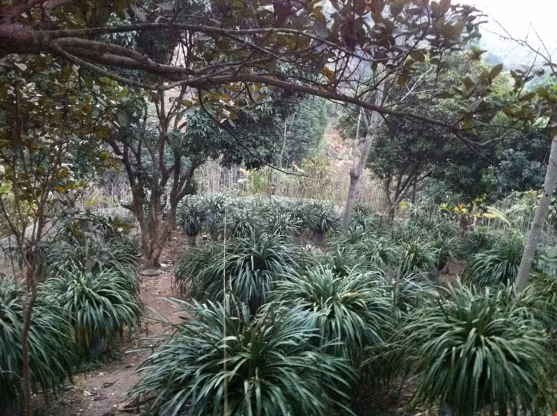 Nhờ trồng loại lan chơi Tết đắt đỏ này mà không ít nhà vườn ở Sapa kiếm được bộn tiền. Trong hình là vườn địa lan Trần Mộng trị giá khoảng 1 tỷ đồng của anh Dương Toàn Thắng (cán bộ Vườn quốc gia Hoàng Liên Sơn, Sa Pa).