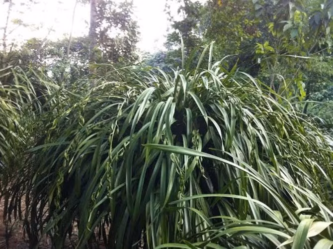 Nhiều người mê loài lan này cũng bởi độ xum xuê và xuân sắc của nó.